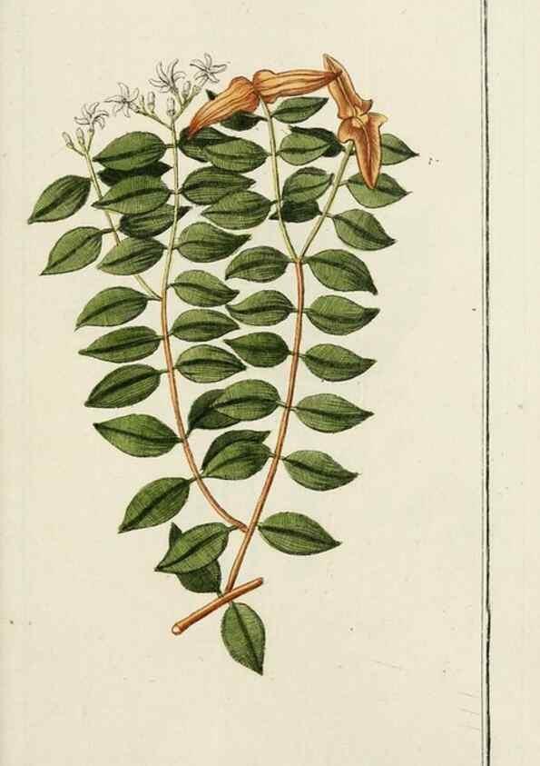 Reproducción/Reproduction 7535113568: Dreyhundert auserlesene amerikanische Gewächse nach linneischer Ordnung.. Nürnberg,Auf Kosten der Raspischen Buchh.,1785-88.