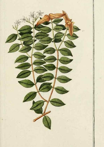 Reproducción/Reproduction 7535113568: Dreyhundert auserlesene amerikanische Gewächse nach linneischer Ordnung.. Nürnberg,Auf Kosten der Raspischen Buchh.,1785-88.