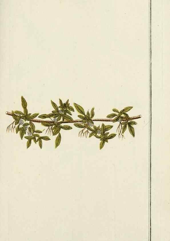Reproducción/Reproduction 7535091540: Dreyhundert auserlesene amerikanische Gewächse nach linneischer Ordnung.. Nürnberg,Auf Kosten der Raspischen Buchh.,1785-88.