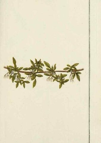Reproducción/Reproduction 7535091540: Dreyhundert auserlesene amerikanische Gewächse nach linneischer Ordnung.. Nürnberg,Auf Kosten der Raspischen Buchh.,1785-88.