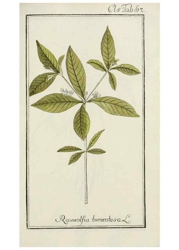 Reproducción/Reproduction 7535092642: Dreyhundert auserlesene amerikanische Gewächse nach linneischer Ordnung.. Nürnberg,Auf Kosten der Raspischen Buchh.,1785-88.