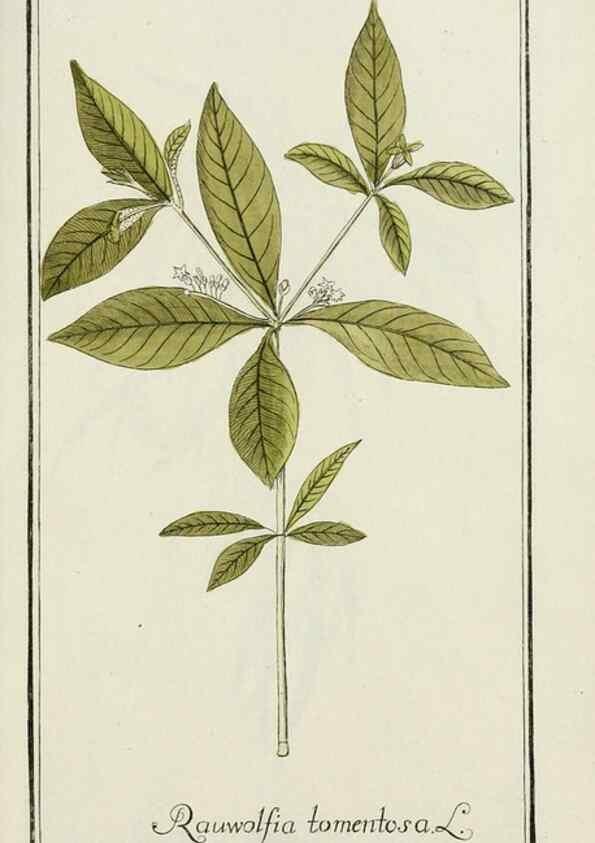 Reproducción/Reproduction 7535092642: Dreyhundert auserlesene amerikanische Gewächse nach linneischer Ordnung.. Nürnberg,Auf Kosten der Raspischen Buchh.,1785-88.