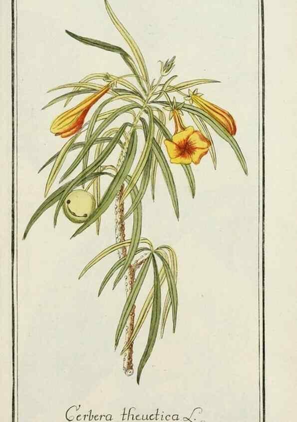 Reproducción/Reproduction 7535094278: Dreyhundert auserlesene amerikanische Gewächse nach linneischer Ordnung.. Nürnberg,Auf Kosten der Raspischen Buchh.,1785-88.