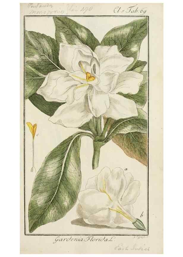 Reproducción/Reproduction 7535095914: Dreyhundert auserlesene amerikanische Gewächse nach linneischer Ordnung.. Nürnberg,Auf Kosten der Raspischen Buchh.,1785-88.