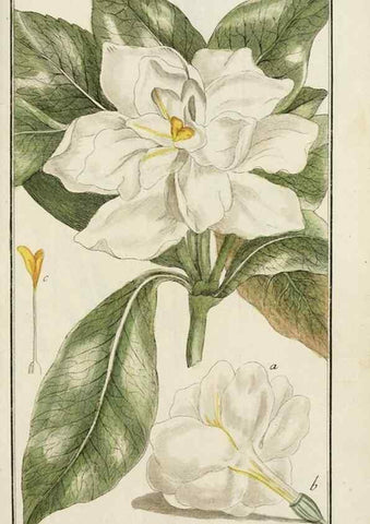 Reproducción/Reproduction 7535095914: Dreyhundert auserlesene amerikanische Gewächse nach linneischer Ordnung.. Nürnberg,Auf Kosten der Raspischen Buchh.,1785-88.