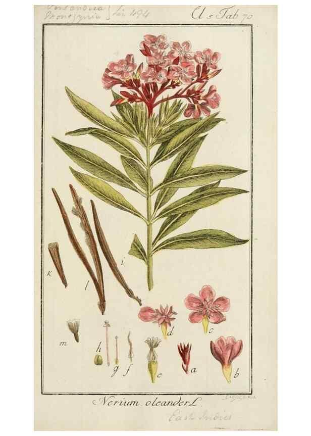 Reproducción/Reproduction 7535097444: Dreyhundert auserlesene amerikanische Gewächse nach linneischer Ordnung.. Nürnberg,Auf Kosten der Raspischen Buchh.,1785-88.