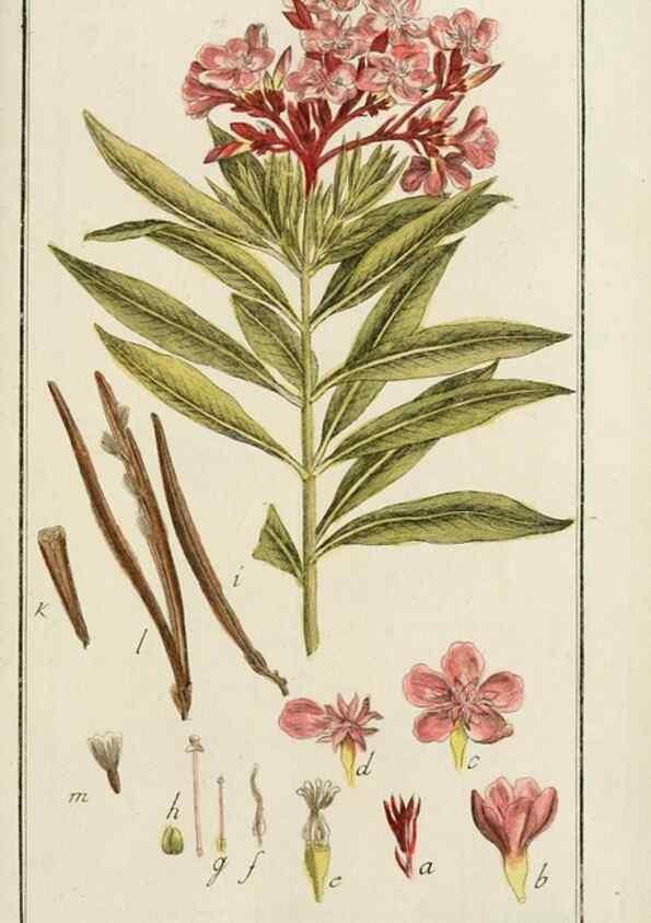 Reproducción/Reproduction 7535097444: Dreyhundert auserlesene amerikanische Gewächse nach linneischer Ordnung.. Nürnberg,Auf Kosten der Raspischen Buchh.,1785-88.