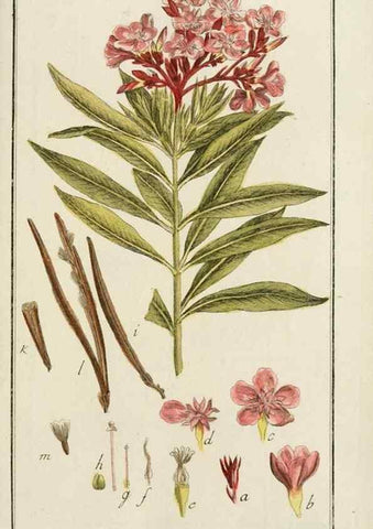 Reproducción/Reproduction 7535097444: Dreyhundert auserlesene amerikanische Gewächse nach linneischer Ordnung.. Nürnberg,Auf Kosten der Raspischen Buchh.,1785-88.
