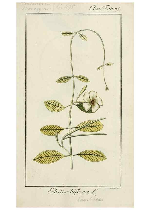 Reproducción/Reproduction 7535098784: Dreyhundert auserlesene amerikanische Gewächse nach linneischer Ordnung.. Nürnberg,Auf Kosten der Raspischen Buchh.,1785-88.