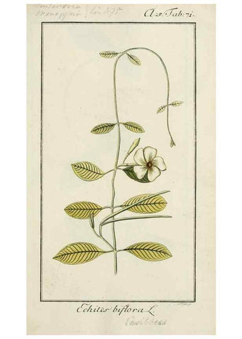 Reproducción/Reproduction 7535098784: Dreyhundert auserlesene amerikanische Gewächse nach linneischer Ordnung.. Nürnberg,Auf Kosten der Raspischen Buchh.,1785-88.