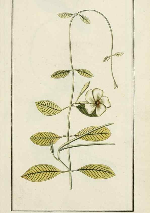 Reproducción/Reproduction 7535098784: Dreyhundert auserlesene amerikanische Gewächse nach linneischer Ordnung.. Nürnberg,Auf Kosten der Raspischen Buchh.,1785-88.