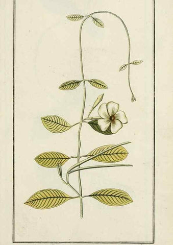 Reproducción/Reproduction 7535098784: Dreyhundert auserlesene amerikanische Gewächse nach linneischer Ordnung.. Nürnberg,Auf Kosten der Raspischen Buchh.,1785-88.