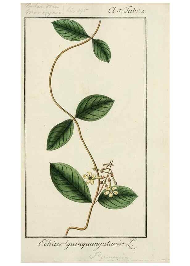 Reproducción/Reproduction 7535100254: Dreyhundert auserlesene amerikanische Gewächse nach linneischer Ordnung.. Nürnberg,Auf Kosten der Raspischen Buchh.,1785-88.