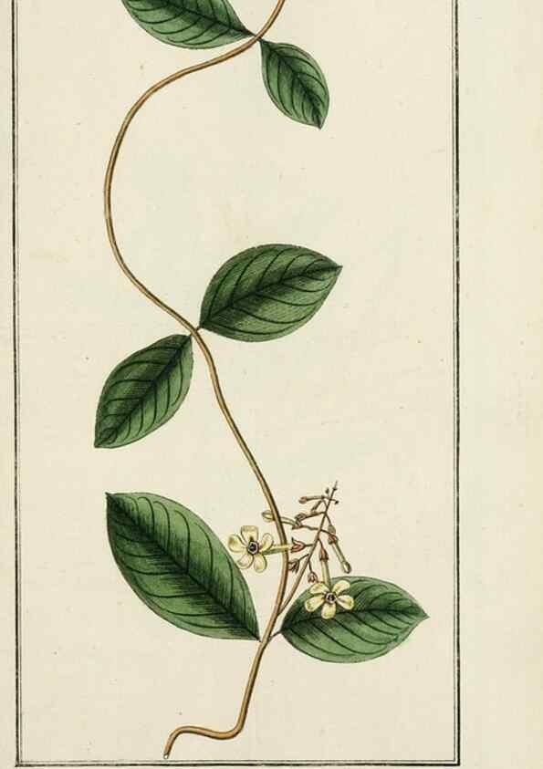 Reproducción/Reproduction 7535100254: Dreyhundert auserlesene amerikanische Gewächse nach linneischer Ordnung.. Nürnberg,Auf Kosten der Raspischen Buchh.,1785-88.
