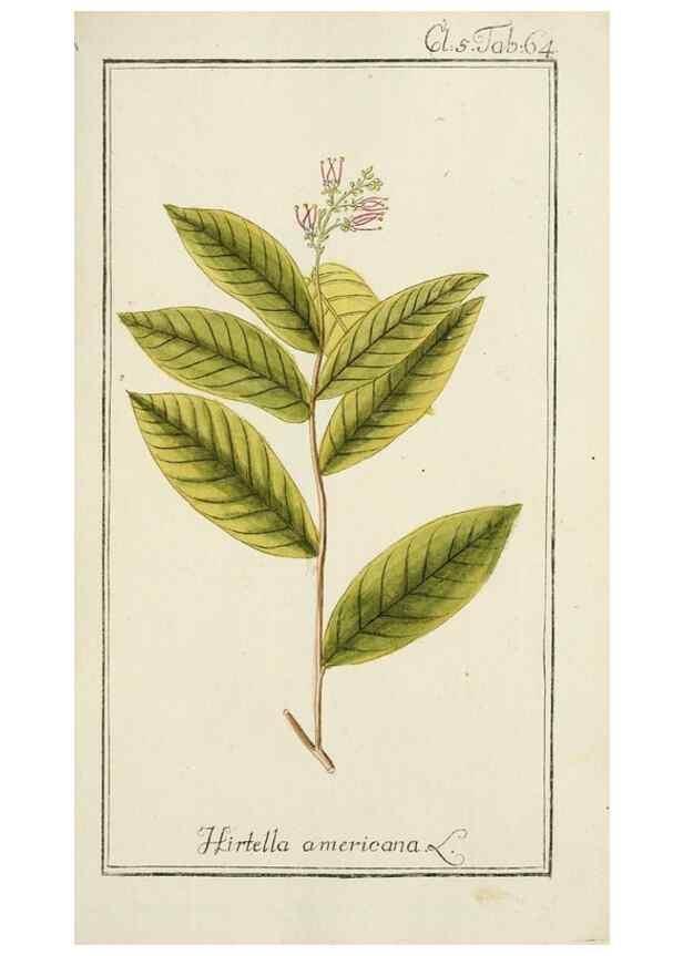 Reproducción/Reproduction 7535088534: Dreyhundert auserlesene amerikanische Gewächse nach linneischer Ordnung.. Nürnberg,Auf Kosten der Raspischen Buchh.,1785-88.