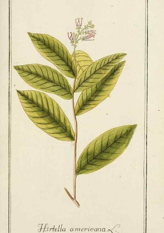 Reproducción/Reproduction 7535088534: Dreyhundert auserlesene amerikanische Gewächse nach linneischer Ordnung.. Nürnberg,Auf Kosten der Raspischen Buchh.,1785-88.