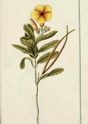 Reproducción/Reproduction 7535101632: Dreyhundert auserlesene amerikanische Gewächse nach linneischer Ordnung.. Nürnberg,Auf Kosten der Raspischen Buchh.,1785-88.