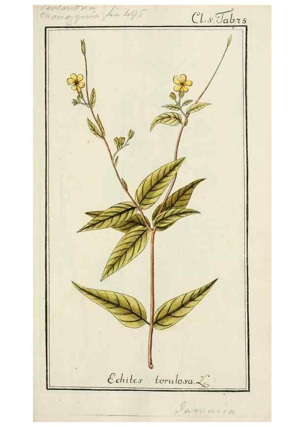 Reproducción/Reproduction 7535103704: Dreyhundert auserlesene amerikanische Gewächse nach linneischer Ordnung.. Nürnberg,Auf Kosten der Raspischen Buchh.,1785-88.