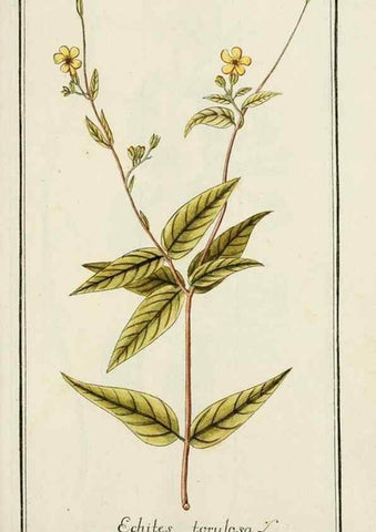 Reproducción/Reproduction 7535103704: Dreyhundert auserlesene amerikanische Gewächse nach linneischer Ordnung.. Nürnberg,Auf Kosten der Raspischen Buchh.,1785-88.