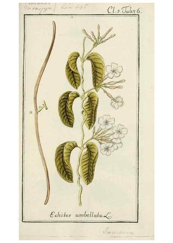 Reproducción/Reproduction 7535104860: Dreyhundert auserlesene amerikanische Gewächse nach linneischer Ordnung.. Nürnberg,Auf Kosten der Raspischen Buchh.,1785-88.