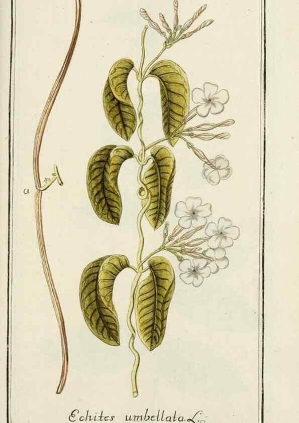 Reproducción/Reproduction 7535104860: Dreyhundert auserlesene amerikanische Gewächse nach linneischer Ordnung.. Nürnberg,Auf Kosten der Raspischen Buchh.,1785-88.