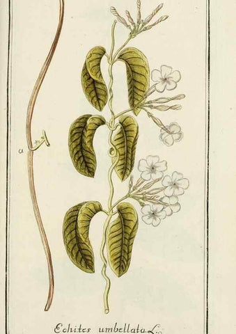 Reproducción/Reproduction 7535104860: Dreyhundert auserlesene amerikanische Gewächse nach linneischer Ordnung.. Nürnberg,Auf Kosten der Raspischen Buchh.,1785-88.