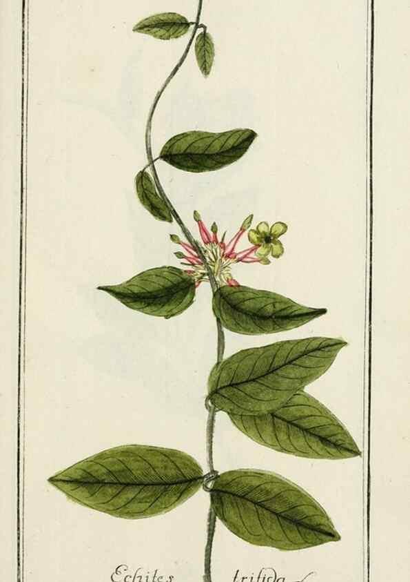 Reproducción/Reproduction 7535106008: Dreyhundert auserlesene amerikanische Gewächse nach linneischer Ordnung.. Nürnberg,Auf Kosten der Raspischen Buchh.,1785-88.