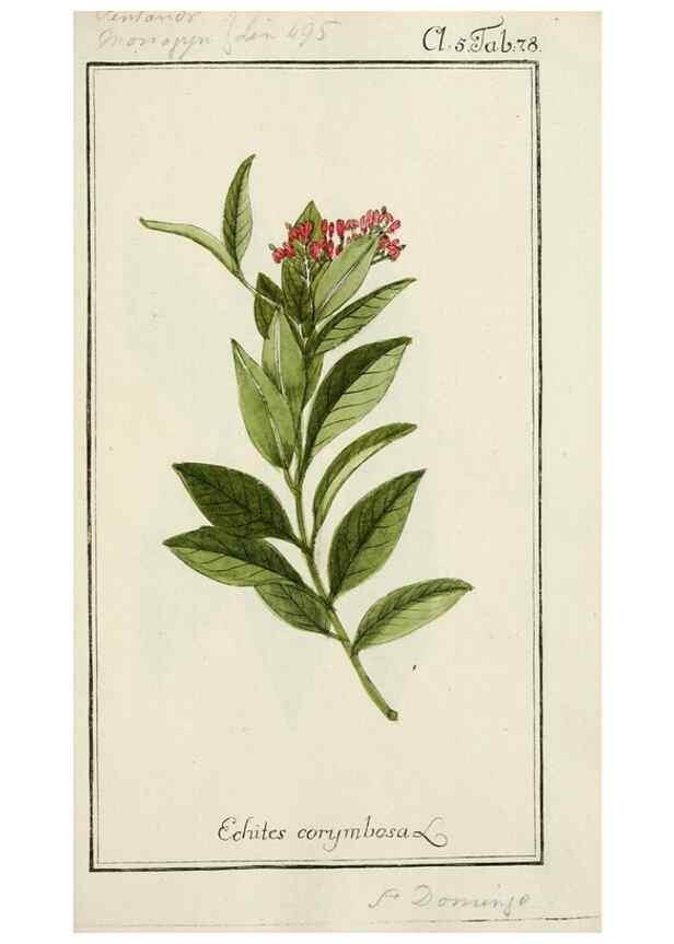 Reproducción/Reproduction 7535107736: Dreyhundert auserlesene amerikanische Gewächse nach linneischer Ordnung.. Nürnberg,Auf Kosten der Raspischen Buchh.,1785-88.