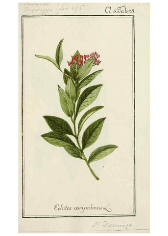 Reproducción/Reproduction 7535107736: Dreyhundert auserlesene amerikanische Gewächse nach linneischer Ordnung.. Nürnberg,Auf Kosten der Raspischen Buchh.,1785-88.