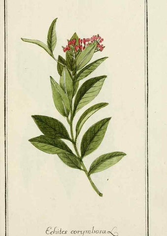 Reproducción/Reproduction 7535107736: Dreyhundert auserlesene amerikanische Gewächse nach linneischer Ordnung.. Nürnberg,Auf Kosten der Raspischen Buchh.,1785-88.