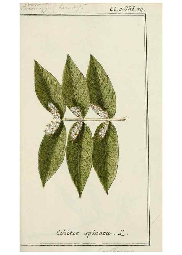 Reproducción/Reproduction 7535109354: Dreyhundert auserlesene amerikanische Gewächse nach linneischer Ordnung.. Nürnberg,Auf Kosten der Raspischen Buchh.,1785-88.