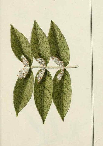 Reproducción/Reproduction 7535109354: Dreyhundert auserlesene amerikanische Gewächse nach linneischer Ordnung.. Nürnberg,Auf Kosten der Raspischen Buchh.,1785-88.