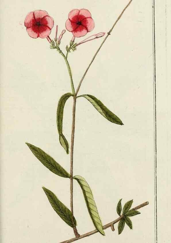 Reproducción/Reproduction 7535110716: Dreyhundert auserlesene amerikanische Gewächse nach linneischer Ordnung.. Nürnberg,Auf Kosten der Raspischen Buchh.,1785-88.