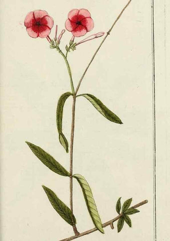Reproducción/Reproduction 7535110716: Dreyhundert auserlesene amerikanische Gewächse nach linneischer Ordnung.. Nürnberg,Auf Kosten der Raspischen Buchh.,1785-88.