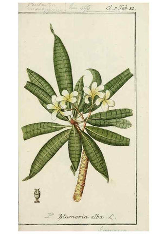 Reproducción/Reproduction 7535112420: Dreyhundert auserlesene amerikanische Gewächse nach linneischer Ordnung.. Nürnberg,Auf Kosten der Raspischen Buchh.,1785-88.