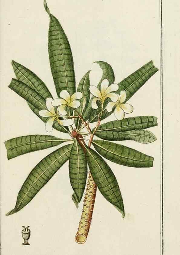 Reproducción/Reproduction 7535112420: Dreyhundert auserlesene amerikanische Gewächse nach linneischer Ordnung.. Nürnberg,Auf Kosten der Raspischen Buchh.,1785-88.