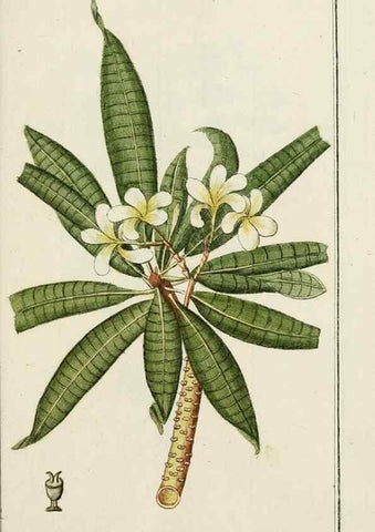 Reproducción/Reproduction 7535112420: Dreyhundert auserlesene amerikanische Gewächse nach linneischer Ordnung.. Nürnberg,Auf Kosten der Raspischen Buchh.,1785-88.