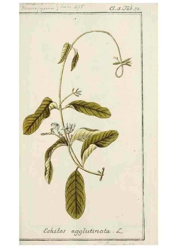 Reproducción/Reproduction 7535102646: Dreyhundert auserlesene amerikanische Gewächse nach linneischer Ordnung.. Nürnberg,Auf Kosten der Raspischen Buchh.,1785-88.