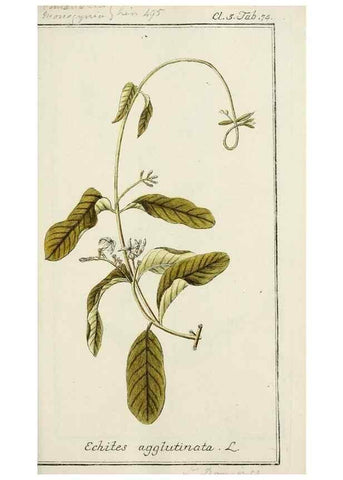 Reproducción/Reproduction 7535102646: Dreyhundert auserlesene amerikanische Gewächse nach linneischer Ordnung.. Nürnberg,Auf Kosten der Raspischen Buchh.,1785-88.