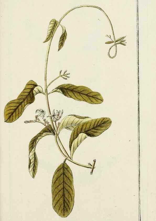 Reproducción/Reproduction 7535102646: Dreyhundert auserlesene amerikanische Gewächse nach linneischer Ordnung.. Nürnberg,Auf Kosten der Raspischen Buchh.,1785-88.