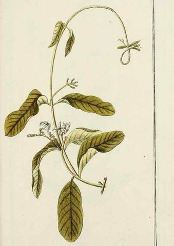 Reproducción/Reproduction 7535102646: Dreyhundert auserlesene amerikanische Gewächse nach linneischer Ordnung.. Nürnberg,Auf Kosten der Raspischen Buchh.,1785-88.