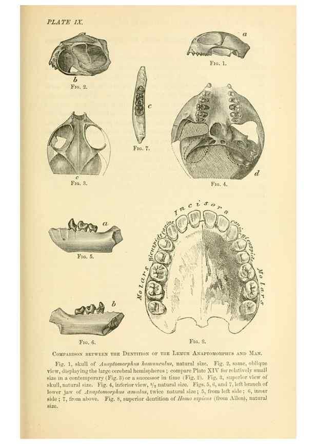 Reproducción/Reproduction 7508299946: The origin of the fittest :. New York :D. Appleton,1887.