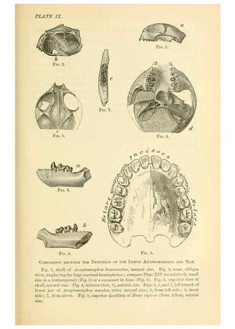 Reproducción/Reproduction 7508299946: The origin of the fittest :. New York :D. Appleton,1887.
