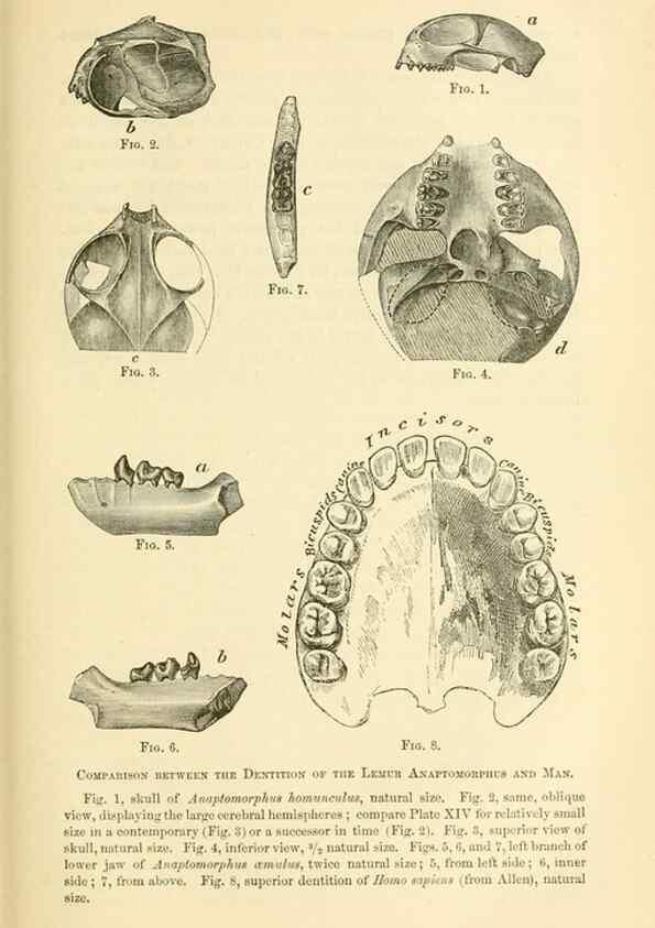 Reproducción/Reproduction 7508299946: The origin of the fittest :. New York :D. Appleton,1887.