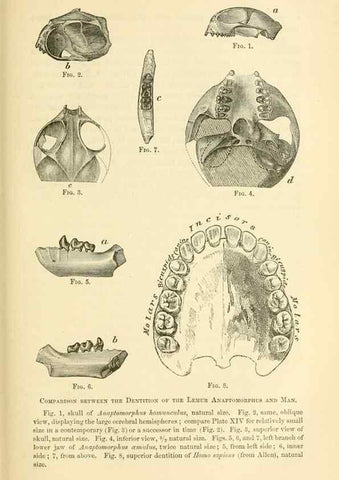 Reproducción/Reproduction 7508299946: The origin of the fittest :. New York :D. Appleton,1887.