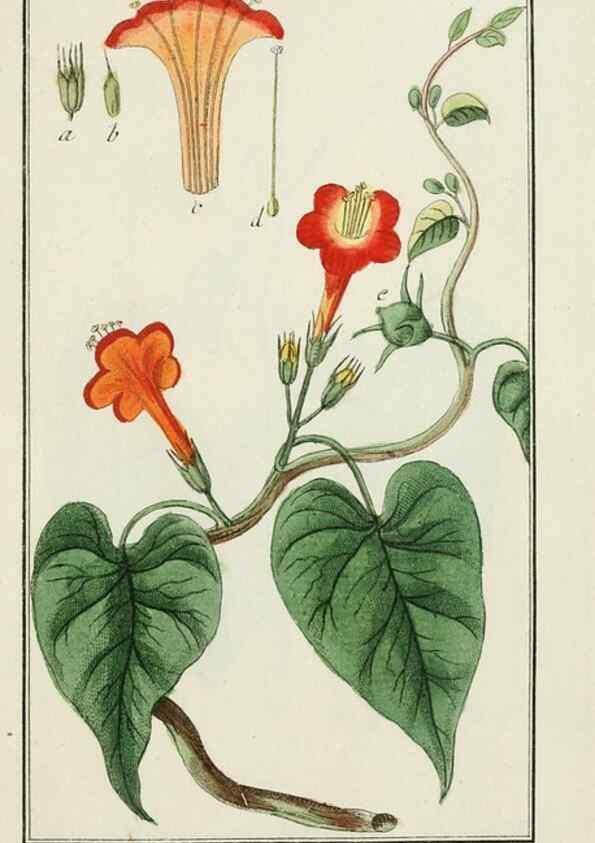 Reproducción/Reproduction 7535037454: Dreyhundert auserlesene amerikanische Gewächse nach linneischer Ordnung.. Nürnberg,Auf Kosten der Raspischen Buchh.,1785-88.