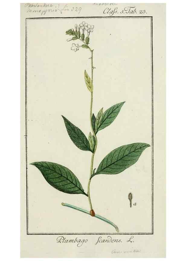 Reproducción/Reproduction 7535034072: Dreyhundert auserlesene amerikanische Gewächse nach linneischer Ordnung.. Nürnberg,Auf Kosten der Raspischen Buchh.,1785-88.