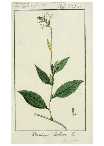 Reproducción/Reproduction 7535034072: Dreyhundert auserlesene amerikanische Gewächse nach linneischer Ordnung.. Nürnberg,Auf Kosten der Raspischen Buchh.,1785-88.