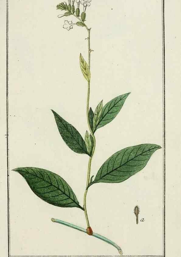 Reproducción/Reproduction 7535034072: Dreyhundert auserlesene amerikanische Gewächse nach linneischer Ordnung.. Nürnberg,Auf Kosten der Raspischen Buchh.,1785-88.