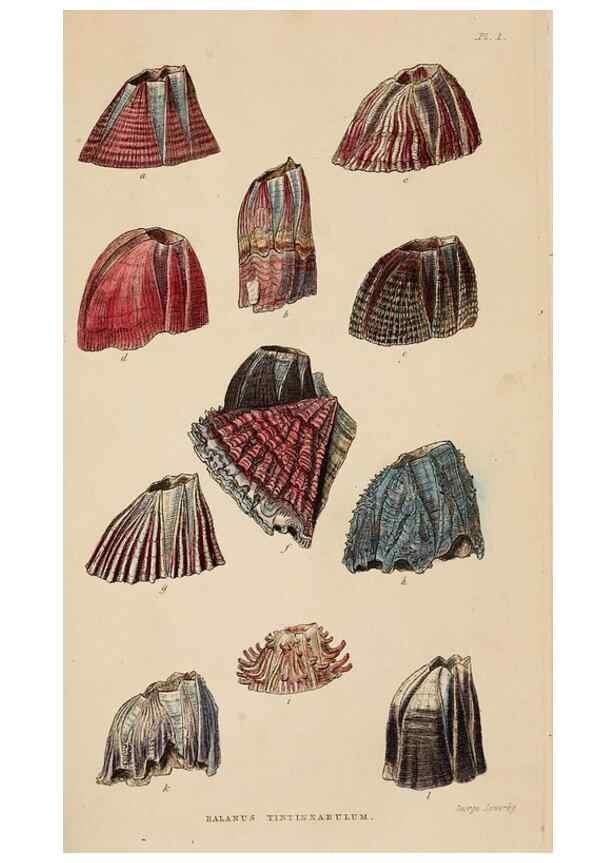 Reproducción/Reproduction 7509337654: A monograph on the sub-class Cirripedia,. London,Ray society,1851-54.